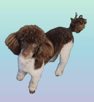 Rescue Miniature Poodle Dogs for Adoption in Vinemont, Alabama - Curtis | PetCurious