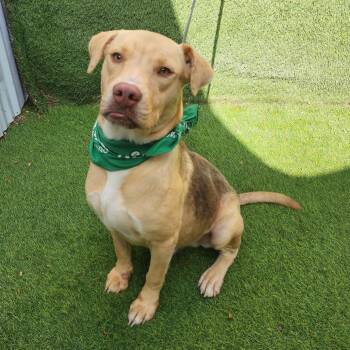 Labrador Retriever Dogs Available for Adoption in Oak Point, Texas - Iggy | PetCurious