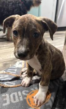 Romulus -  Mixed Breed Dog for Adoption in Mount Pleasant, South Carolina - Romulus | PetCurious