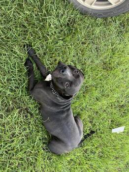 Rescue Pit Bull Terrier Dogs for Adoption in Panama City, Florida - Cujo | PetCurious