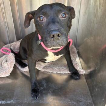 Mighty Max -  Pit Bull Terrier and Mixed Breed Dog for Adoption in League City, Texas - Mighty Max | PetCurious