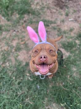 American Bully Dogs Available for Adoption in Mico, Texas - Flora | PetCurious