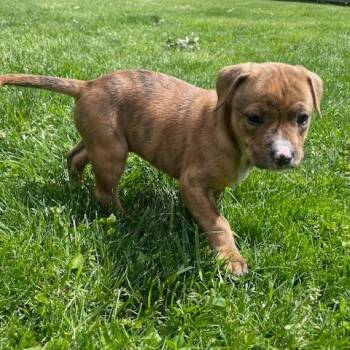 Shepherd and Mixed Breed Dogs Available for Adoption in Dayton, Ohio - Cyprus | PetCurious