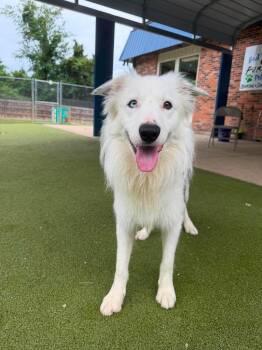 Flash -  Border Collie Dog Available for Adoption in Radcliff, Kentucky - Flash | PetCurious