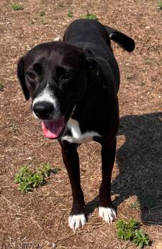 Lucy -  Mixed Breed Dog for Adoption in Shelburne, Vermont - Lucy | PetCurious