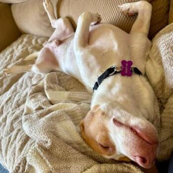 Almond -  Dachshund and Pit Bull Terrier Dog for Adoption in Minneapolis, Minnesota - Almond | PetCurious