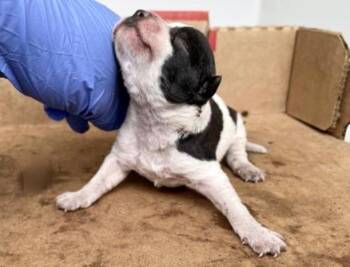 Pit Bull Terrier Dogs Available for Adoption in Houston, Texas - A654947 | PetCurious