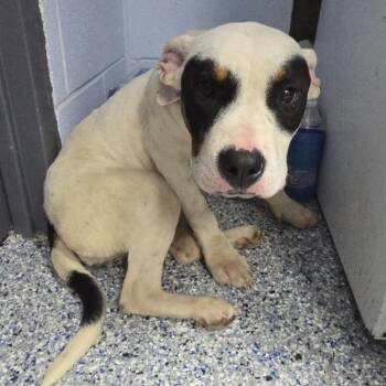 Mixed Breed Dogs Available for Adoption in Yanceyville, North Carolina - Chantel 26-0306 | PetCurious