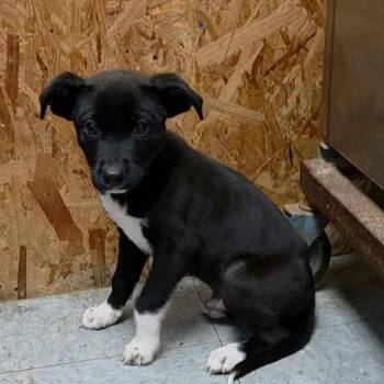 Chipp -  Mixed Breed Dog for Adoption in Madison, Wisconsin - Chipp | PetCurious