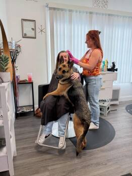 Shepherd Dogs Available for Adoption in Windsor Locks, Connecticut - Peanut | PetCurious