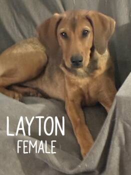 Layton -  Hound Dog for Adoption in Manchester, Connecticut - Layton | PetCurious