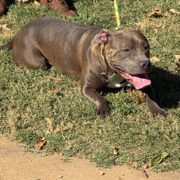 Rescue Pit Bull Terrier Dogs for Adoption in Denison, Texas - Belinda | PetCurious