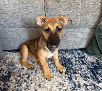 Alvin -  Shepherd and Labrador Retriever Dog for Adoption in Colorado Springs, Colorado - Alvin | PetCurious
