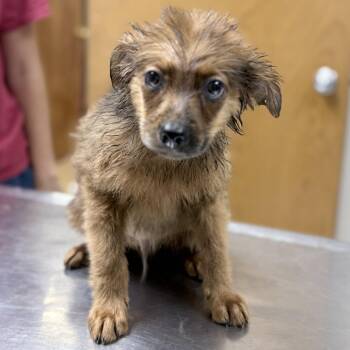 Rigatoni-4776 -  Spitz and Mixed Breed Dog for Adoption in Tyler, Texas - Rigatoni-4776 | PetCurious