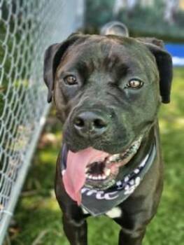 Mastiff and Mixed Breed Dogs Available for Adoption in Savannah, Georgia - Juno | PetCurious