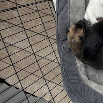 Border Collie Dogs Available for Adoption in Durango, Colorado - Orafol | PetCurious