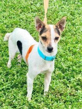 Marsala -  Terrier and Mixed Breed Dog for Adoption in Cape Coral, Florida - Marsala | PetCurious