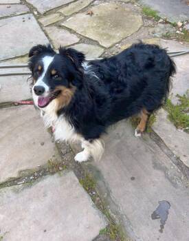 Australian Shepherd Dogs Available for Adoption in Elyria, Ohio - GIZZY (mini) | PetCurious
