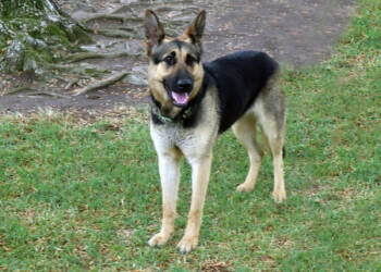 Rescue German Shepherd Dog Dogs for Adoption in San Gabriel, California - Dudu | PetCurious