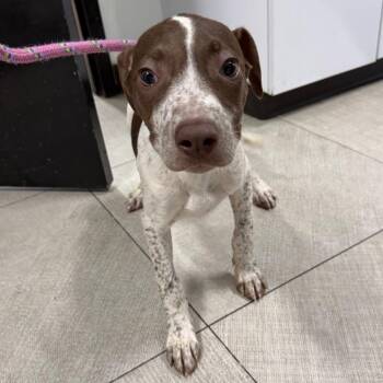 Hazel -  Pit Bull Terrier Dog for Adoption in Newark, New Jersey - Hazel | PetCurious