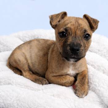 Chihuahua and Pit Bull Terrier Dogs Available for Adoption - Moose | PetCurious