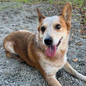 Rescue Australian Cattle Dog Blue Heeler Dogs for Adoption in Lindon, Utah - Rue | PetCurious