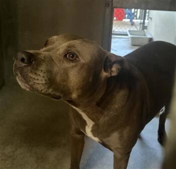 ROXANNE -  Pit Bull Terrier Dog for Adoption in San Bernardino, California - ROXANNE | PetCurious