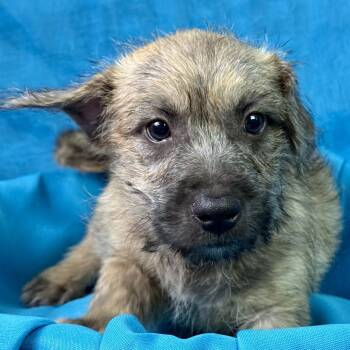 Tiana my mom is a terrier mix (19 lb) - my dad took off but we t -  Terrier and Poodle Dog for Adoption in Hondo, Texas - Tiana My Mom Is A Terrier Mix (19 Lb) - My Dad Took Off But We T | PetCurious