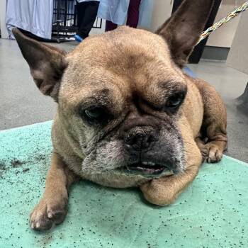 Chloe -  French Bulldog Dog for Adoption in Westminster, California - Chloe | PetCurious