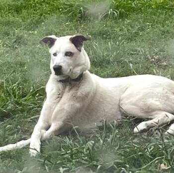 Basenji and Mixed Breed Dogs Available for Adoption in Houston, Texas - Journey | PetCurious