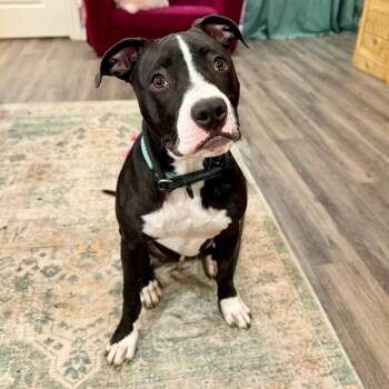 Pit Bull Terrier and Black Labrador Retriever Dogs Available for Adoption - Taz Bunny The Love Bug Prince | PetCurious