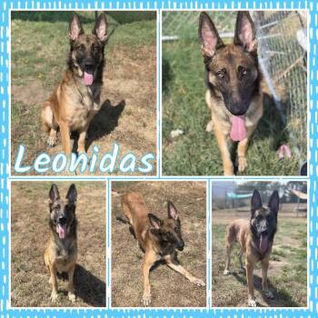 Leonidas -  German Shepherd Dog and Mixed Breed Dog for Adoption in Fort Smith, Arkansas - Leonidas | PetCurious