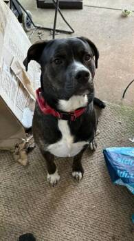 Rescue Mastiff Dogs for Adoption in Republic, Missouri - Gimli | PetCurious