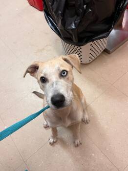 Rescue Black Mouth Cur and Mixed Breed Dogs for Adoption in Bossier City, Louisiana - Jade | PetCurious