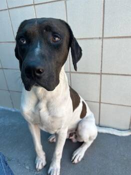 Pit Bull Terrier Dogs Available for Adoption in Corpus Christi, Texas - STARSKY | PetCurious