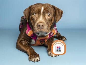 SOPHIE -  Pit Bull Terrier Dog for Adoption in Phoenix, Arizona - SOPHIE | PetCurious