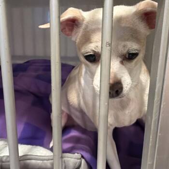 Chihuahua Dogs Available for Adoption - Phebe | PetCurious