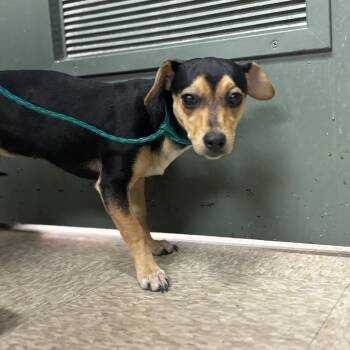 Chihuahua Dogs Available for Adoption - DOG 02/18/2026 | PetCurious