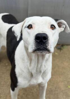 Milk Maid -  Pit Bull Terrier Dog for Adoption in Chicago, Illinois - Milk Maid | PetCurious
