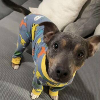 Mixed Breed Dogs Available for Adoption - Lowell | PetCurious
