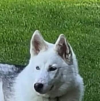 Husky Dogs Available for Adoption in Niagara Falls, Ontario - Nisha (20260418-02) | PetCurious