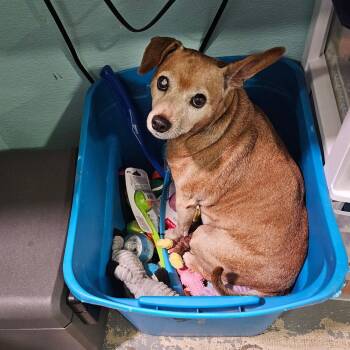 Chihuahua Dogs Available for Adoption - Bert | PetCurious