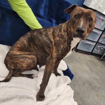 Hound and Mixed Breed Dogs Available for Adoption in Falls Church, Virginia - Mia Bella | PetCurious