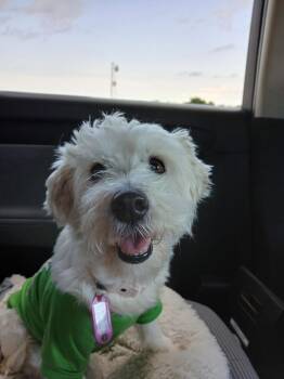 Maltese and West Highland White Terrier Westie Dogs Available for Adoption in Nashville, Tennessee - Opal | PetCurious