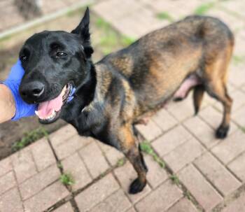 Texas Legends Momma - Janis -  Belgian Shepherd Malinois Dog for Adoption in Imlay City, Michigan - Texas Legends Momma - Janis | PetCurious