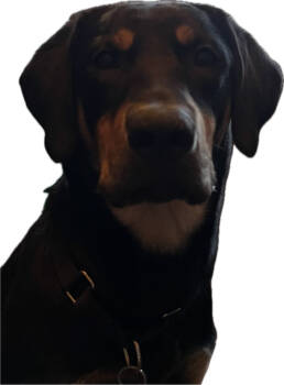 Rescue Hound Dogs for Adoption in Plymouth, Minnesota - Temu | PetCurious