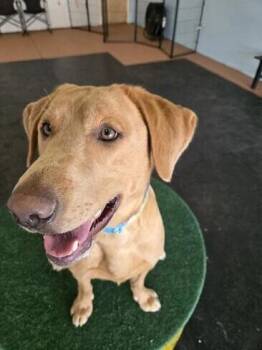 Labrador Retriever Dogs Available for Adoption in Warrington, Pennsylvania - Bubby | PetCurious