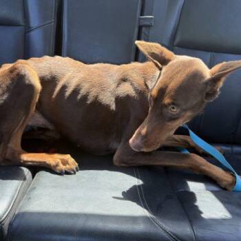 Doberman Pinscher and Mixed Breed Dogs Available for Adoption in Visalia, California - Syra | PetCurious