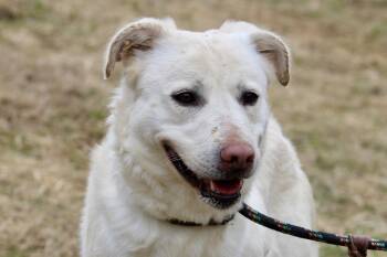 Mixed Breed Dogs Available for Adoption - WINTER | PetCurious