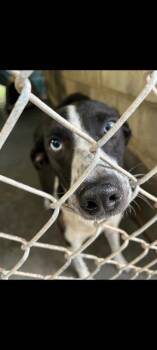 Rescue Australian Shepherd and Mixed Breed Dogs for Adoption in Moultrie, Georgia - Tonya | PetCurious